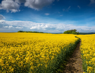 Fototapeta premium Generated image 菜の花畑