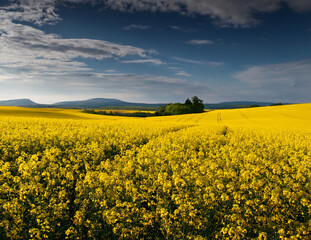 Fototapeta premium Generated image 菜の花畑