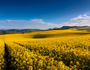 Generated image　菜の花畑