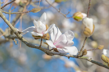 White blossoms with pink details on a blue sky background.