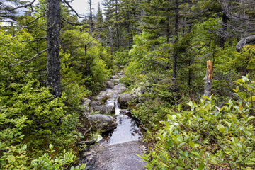 Mount Zeeland Trail in the White Mountains, New Hampshire