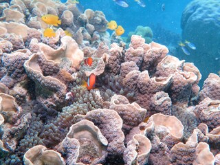 Great Barrier Reef Life