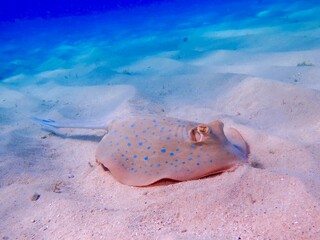 Great Barrier Reef Life