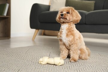 Cute dog with chew bone on floor at home, space for text