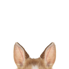 Cute fluffy bunny ears on white background