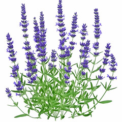 Naklejka premium Vibrant Lavender Bush Illustration: Purple Flowers and Green Leaves on White Background, Botanical Art