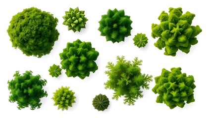 Top View Various Green Trees Different Shapes