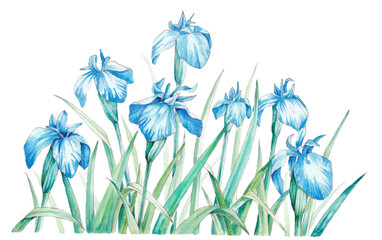 hand-painted watercolor illustration of blue irises isolated on white background