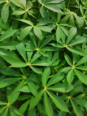green leaves background