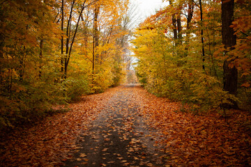 Fototapeta premium autumn in the park