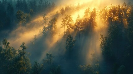 Naklejka premium Sunbeams Shining Through Trees During A Foggy Day