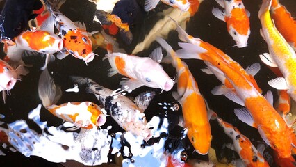A group of colorful koi fish swim in a clear pond, creating ripples on the water's surface.