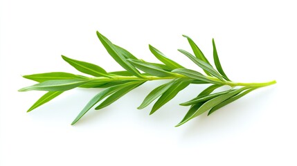 Fototapeta premium Elegant sprig of green, slender leaves on a pristine backdrop