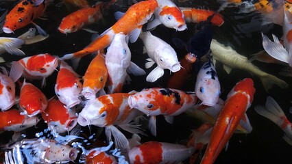 A group of colorful koi fish with open mouths eagerly swim near the water's surface.