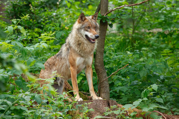 Gray wolf (Canis lupus), wolf standing in the forest, captive, Bavaria, Germany, Europe