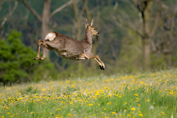Sprinting roe deer (capreolus capreolus) buck in natural summer meadow with flowers. Dynamic action...