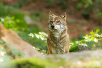 Gray wolf (Canis lupus), wolf standing in the forest, captive, Bavaria, Germany, Europe