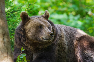 Fototapeta premium European brown bear (Ursus arctos arctos), animal scenting, autumn, Bavarian Forest National Park, Germany, Europe