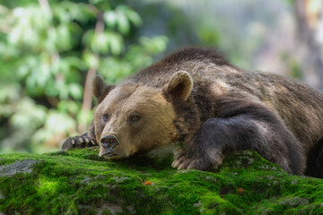 European brown bear (Ursus arctos arctos), animal scenting, autumn, Bavarian Forest National Park, Germany, Europe
