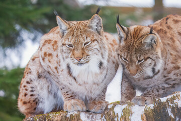 The Eurasian lynx (Lynx lynx) , a medium-sized wild cat with pointed ears and fur, sits in the grass in the forest. 