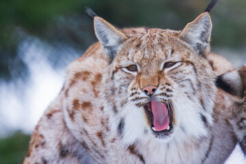 The Eurasian lynx (Lynx lynx) , a medium-sized wild cat with pointed ears and fur, sits in the grass in the forest. 