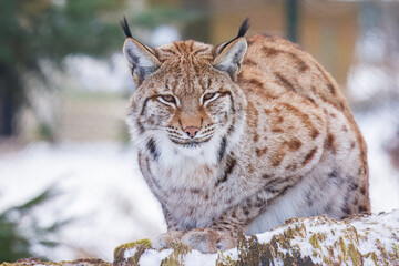Obraz premium The Eurasian lynx (Lynx lynx) , a medium-sized wild cat with pointed ears and fur, sits in the grass in the forest. 