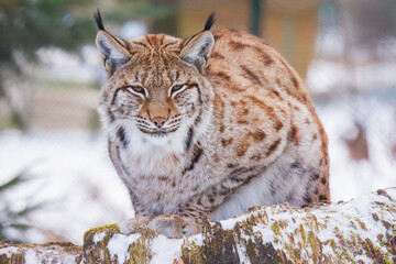 The Eurasian lynx (Lynx lynx) , a medium-sized wild cat with pointed ears and fur, sits in the grass in the forest. 