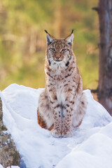 Fototapeta premium The Eurasian lynx (Lynx lynx) , a medium-sized wild cat with pointed ears and fur, sits in the grass in the forest. 