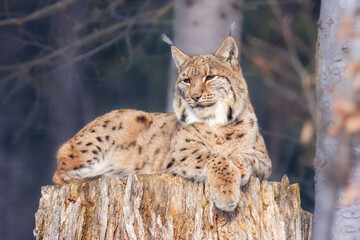 The Eurasian lynx (Lynx lynx) , a medium-sized wild cat with pointed ears and fur, sits in the grass in the forest. 