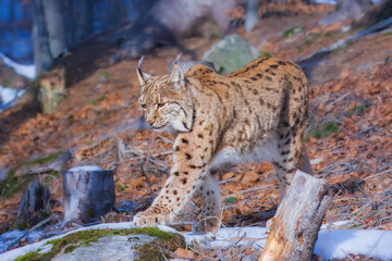 The Eurasian lynx (Lynx lynx) , a medium-sized wild cat with pointed ears and fur, sits in the grass in the forest. 