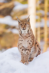 The Eurasian lynx (Lynx lynx) , a medium-sized wild cat with pointed ears and fur, sits in the grass in the forest. 