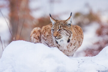 The Eurasian lynx (Lynx lynx) , a medium-sized wild cat with pointed ears and fur, sits in the grass in the forest. 