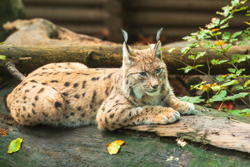 The Eurasian lynx (Lynx lynx) , a medium-sized wild cat with pointed ears and fur, sits in the grass in the forest. 