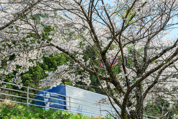 街道沿いに咲く桜のある風景