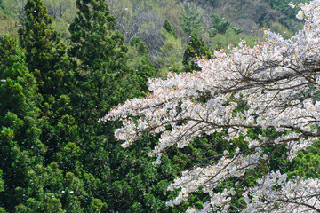 桜の花びらが風に舞う