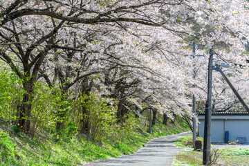 田舎道の桜並木