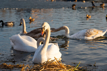 Swans gliding gracefully across a tranquil lake at sunset