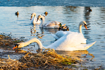 Swans and ducks swimming in a serene lake at dawn