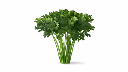 Vibrant Green Parsley Bunch, Realistic Illustration, Isolated on White Background, Culinary Herb, Detailed, Fresh