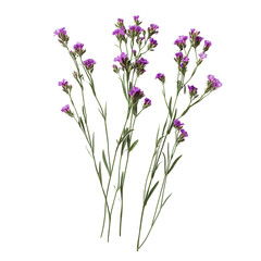 Naklejka premium Purple Floral Bouquet: Delicate purple wildflowers arranged in a bouquet, showcasing nature's artistry and vibrant color against a clean backdrop.