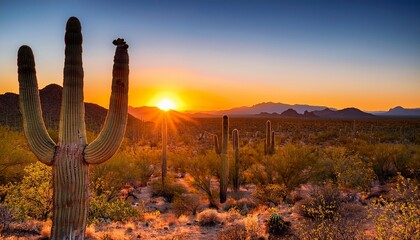 arizona scottsdale mcdowell sonoran preserve saguaro sunset