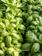 Lush basil leaves in verdant abundance, a culinary delight for gourmet recipes