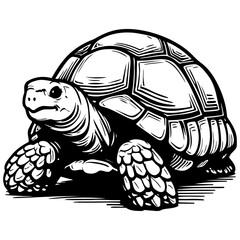Tortoise Sketch Drawing.