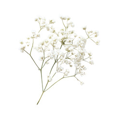 Delicate Breath of a Baby's Breath: A close-up capture of baby's breath, showcasing tiny, pristine white flowers on delicate stems, suggesting purity and innocence.