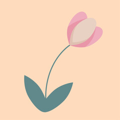 spring pink tulip flower