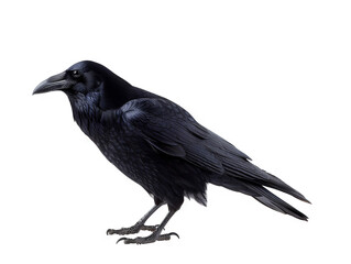 Fototapeta premium Majestic Raven: A Dark and Mysterious Bird