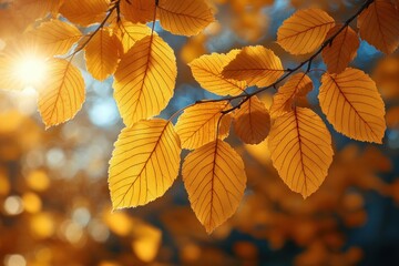 Fototapeta premium Autumn Forest Scene with Golden Yellow Leaves and Sunlight Natural Vibrant Background