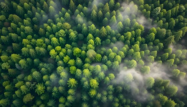 A dynamic International Day of Forests scene with lush green trees and wildlife against a misty morning forest backdrop