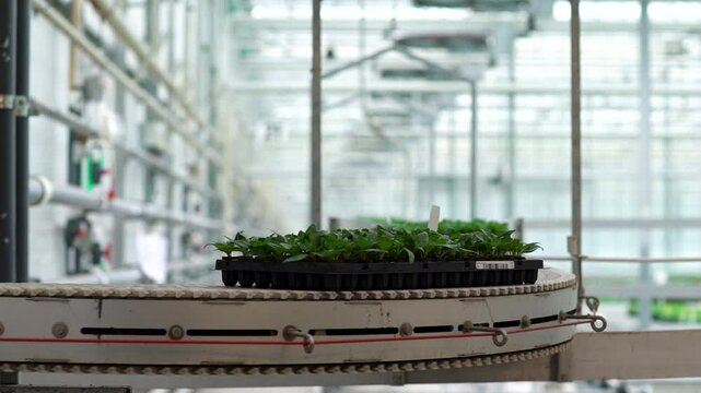 Inside of a greenhouse, framed by giant windows, a tray of green plants ride down a conveyor belt.