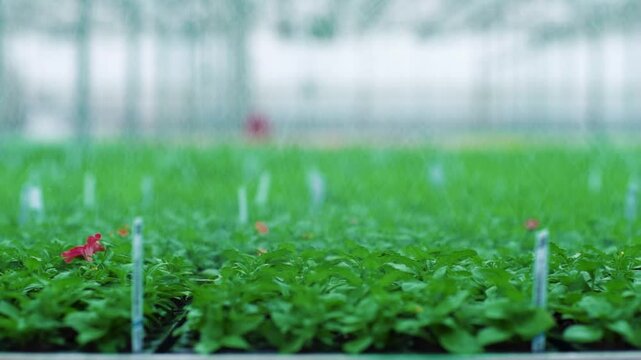 Inside a greenhouse, rows and rows of lush, green plants are watered by an automatic sprinkler.